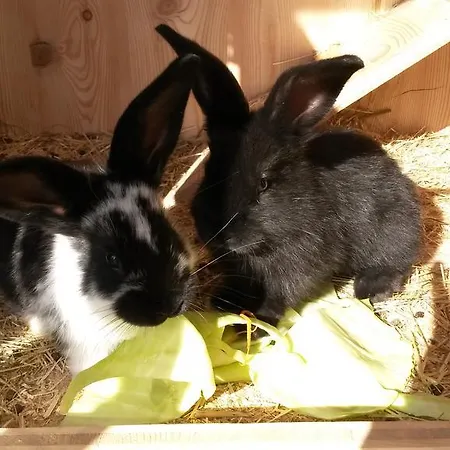 Farmház Biobauernhof Aslgut Bad Hofgastein